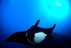 Manta with diver above. Taken at "The Boiler" Socorro Isl... by Scott Mcclure 